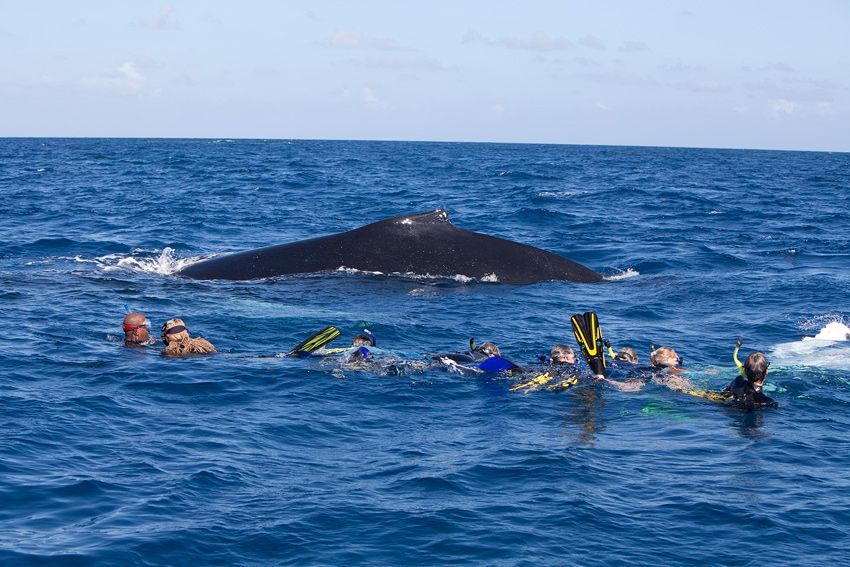 Silver Bank - Humpback Whale Expeditions | Explorer Ventures Fleet® silver_bank_007