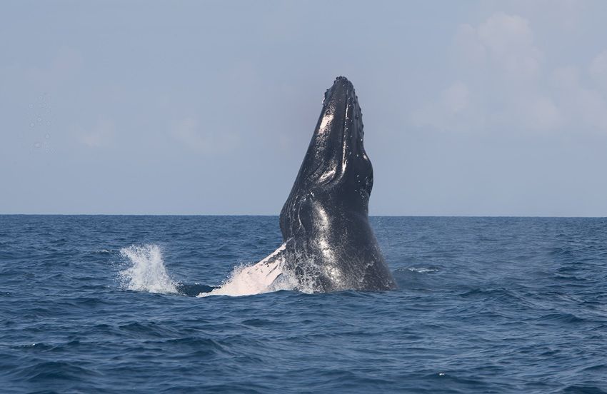 Silver Bank - Humpback Whale Expeditions | Explorer Ventures Fleet® silver_bank_008