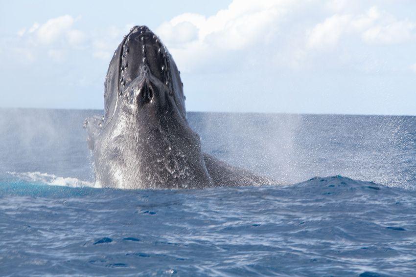Silver Bank - Humpback Whale Expeditions | Explorer Ventures Fleet® silver_bank_009