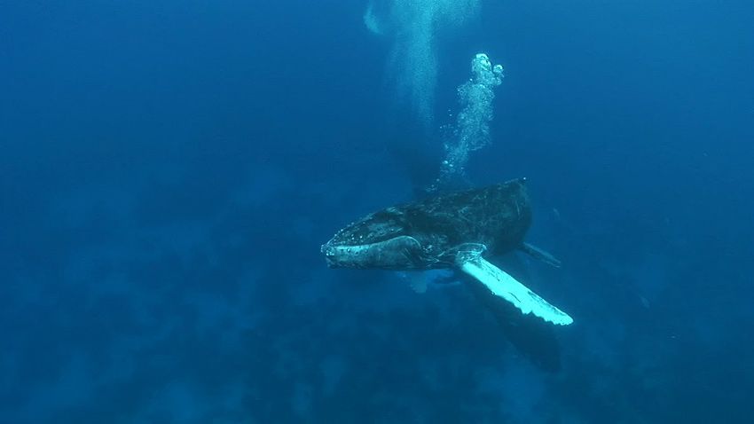 Silver Bank - Humpback Whale Expeditions | Explorer Ventures Fleet® silver_bank_010