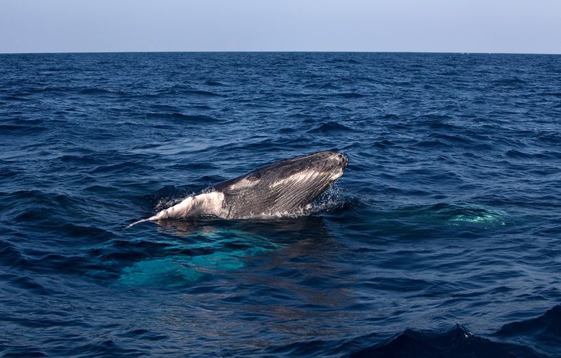 Silver Bank - Humpback Whale Expeditions | Explorer Ventures Fleet® silver_bank_011
