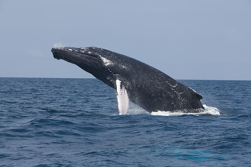 Silver Bank - Humpback Whale Expeditions | Explorer Ventures Fleet® silver_bank_012
