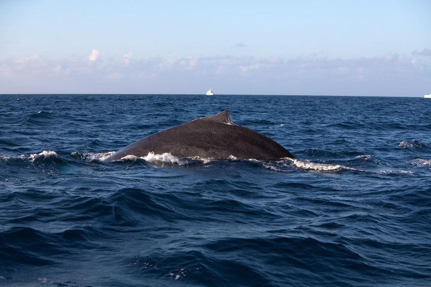 Silver Bank - Humpback Whale Expeditions | Explorer Ventures Fleet® silver_bank_013