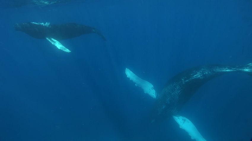 Silver Bank - Humpback Whale Expeditions | Explorer Ventures Fleet® silver_bank_014