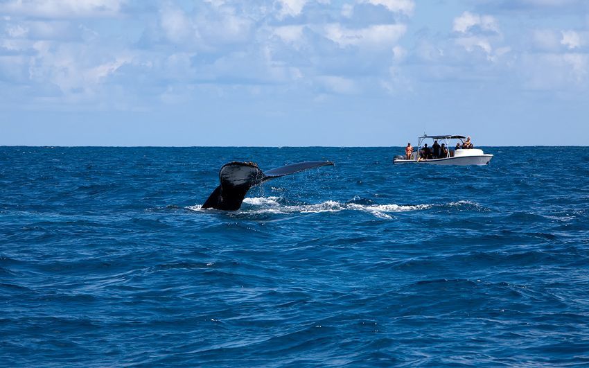 Silver Bank - Humpback Whale Expeditions | Explorer Ventures Fleet® silver_bank_016