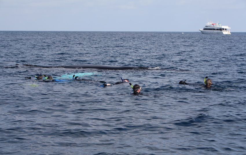 Silver Bank - Humpback Whale Expeditions | Explorer Ventures Fleet® silver_bank_017