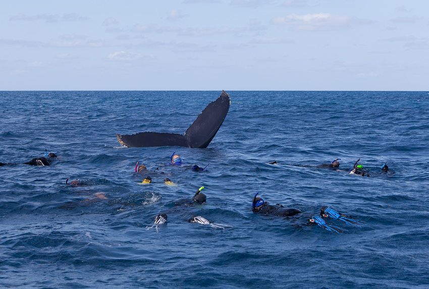 Silver Bank - Humpback Whale Expeditions | Explorer Ventures Fleet® silver_bank_018