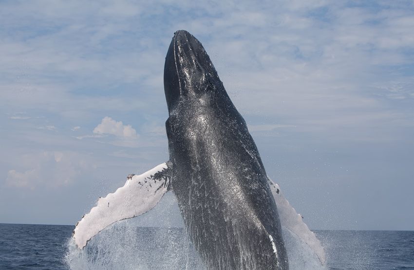 Silver Bank - Humpback Whale Expeditions | Explorer Ventures Fleet® silver_bank_019