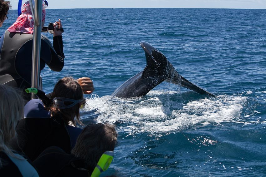 Silver Bank - Humpback Whale Expeditions | Explorer Ventures Fleet® silver_bank_020