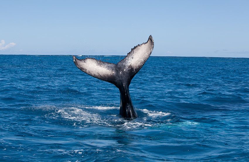 Silver Bank - Humpback Whale Expeditions | Explorer Ventures Fleet® silver_bank_021