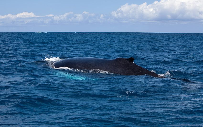 Silver Bank - Humpback Whale Expeditions | Explorer Ventures Fleet® silver_bank_022