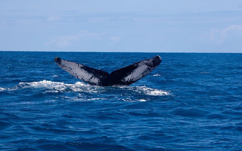 Silver Bank - Humpback Whale Expeditions | Explorer Ventures Fleet® silver_bank_023