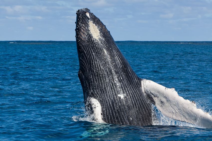 Silver Bank - Humpback Whale Expeditions | Explorer Ventures Fleet® silver_bank_025