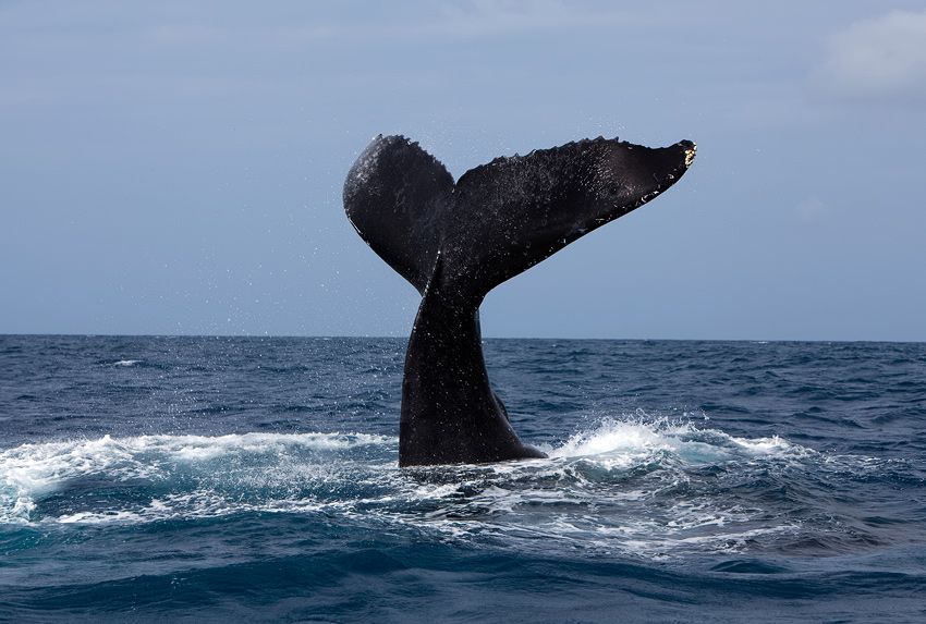 Silver Bank - Humpback Whale Expeditions | Explorer Ventures Fleet® silver_bank_026