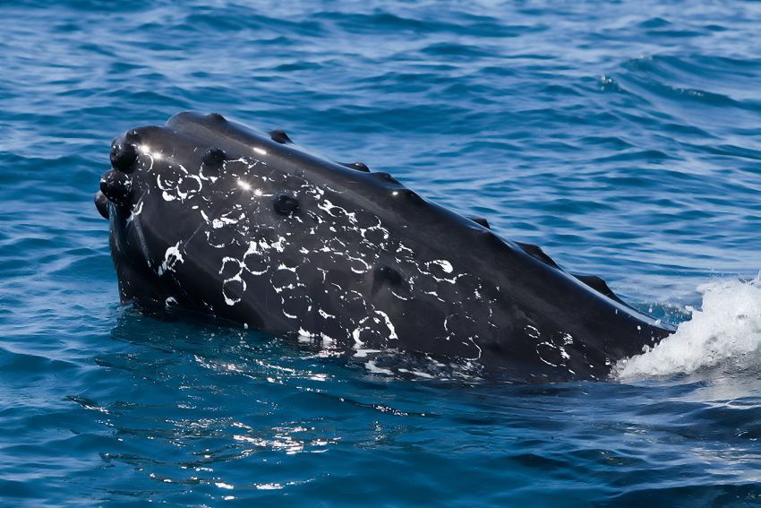 Silver Bank - Humpback Whale Expeditions | Explorer Ventures Fleet® silver_bank_030