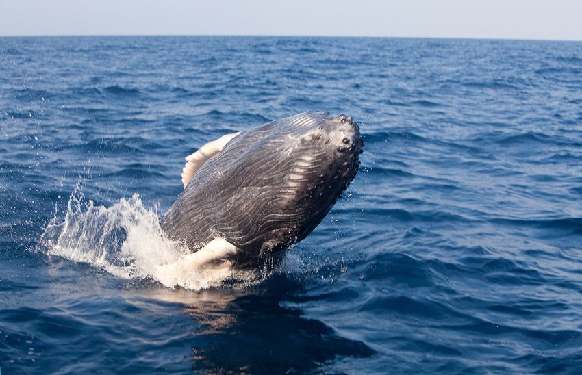Silver Bank - Humpback Whale Expeditions | Explorer Ventures Fleet® silver_bank_031