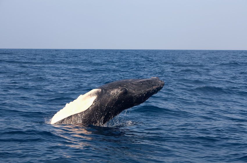 Silver Bank - Humpback Whale Expeditions | Explorer Ventures Fleet® silver_bank_033
