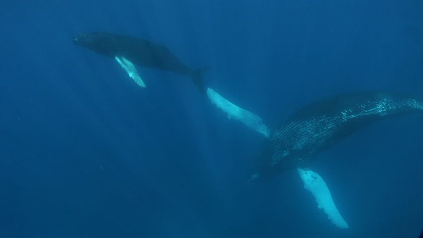 Silver Bank - Humpback Whale Expeditions | Explorer Ventures Fleet® silver_bank_034