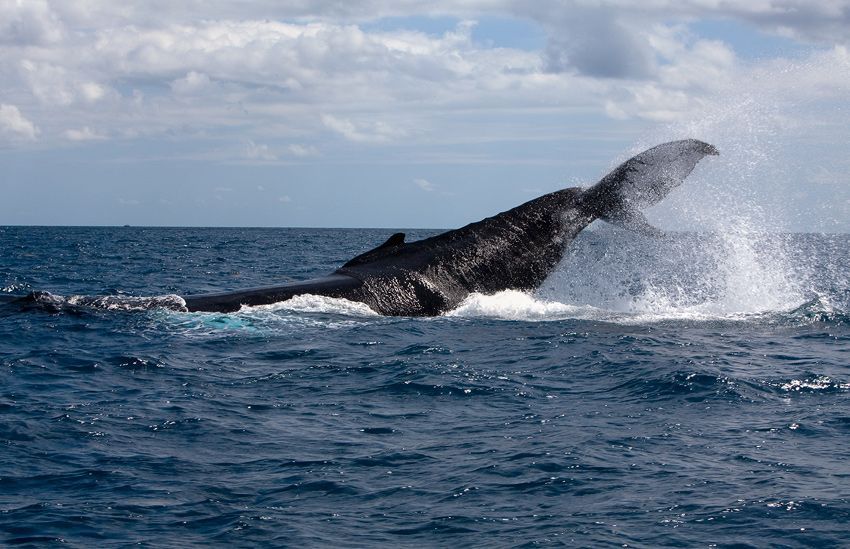 Silver Bank - Humpback Whale Expeditions | Explorer Ventures Fleet® silver_bank_036