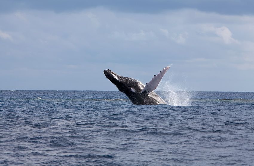 Silver Bank - Humpback Whale Expeditions | Explorer Ventures Fleet® silver_bank_037