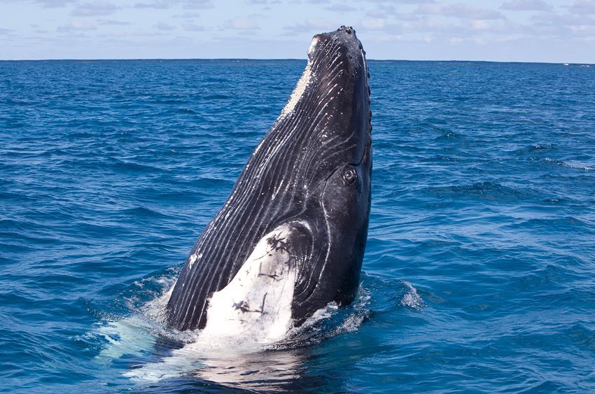Silver Bank - Humpback Whale Expeditions | Explorer Ventures Fleet® silver_bank_039