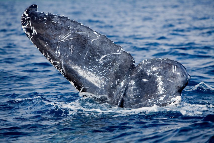 Silver Bank - Humpback Whale Expeditions | Explorer Ventures Fleet® silver_bank_041