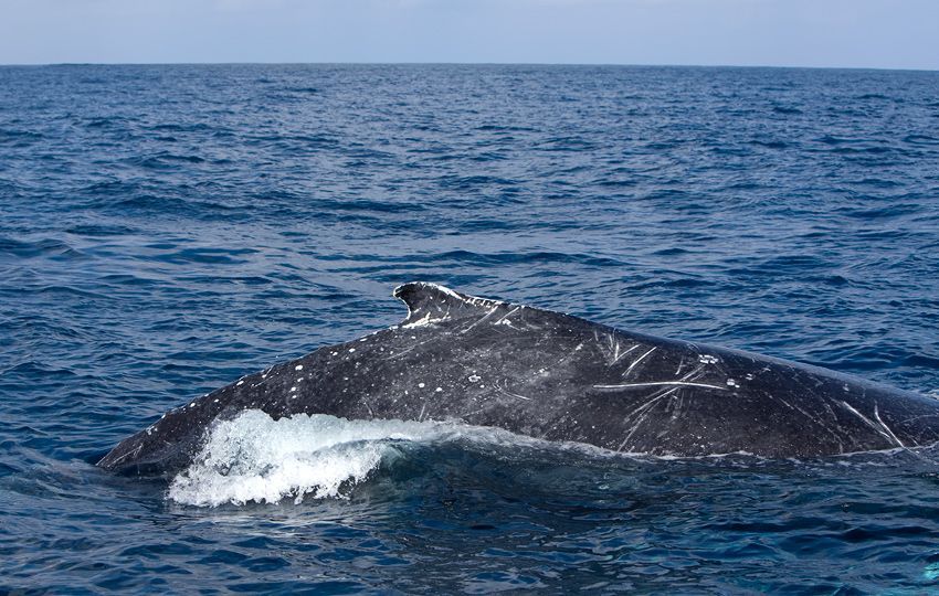 Silver Bank - Humpback Whale Expeditions | Explorer Ventures Fleet® silver_bank_042