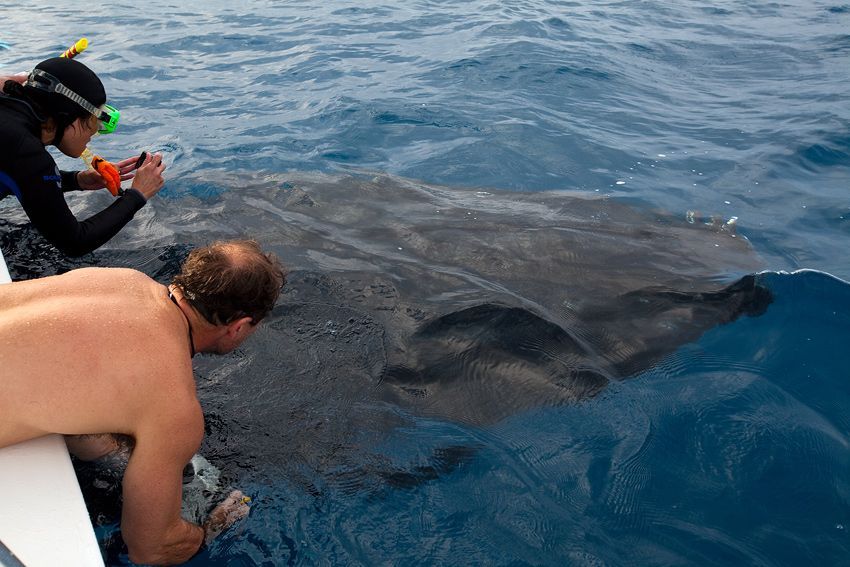 Silver Bank - Humpback Whale Expeditions | Explorer Ventures Fleet® silver_bank_043