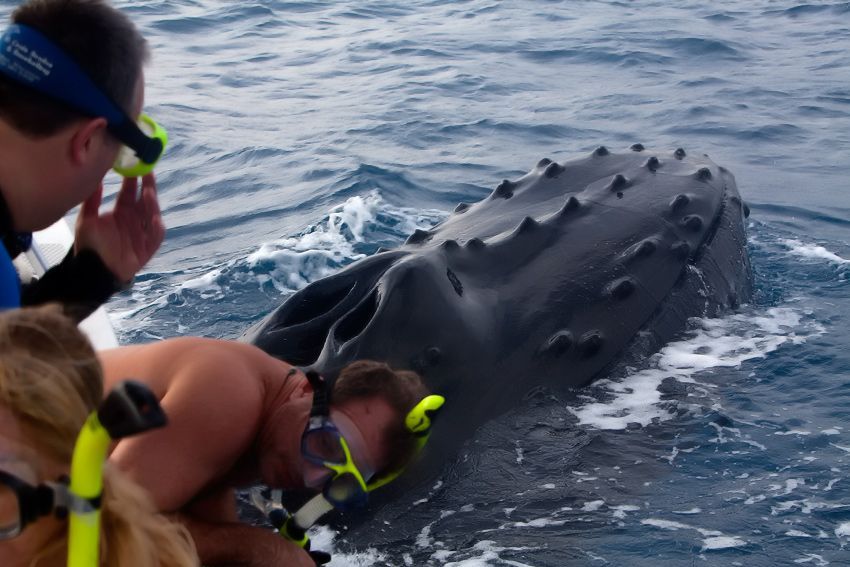 Silver Bank - Humpback Whale Expeditions | Explorer Ventures Fleet® silver_bank_047
