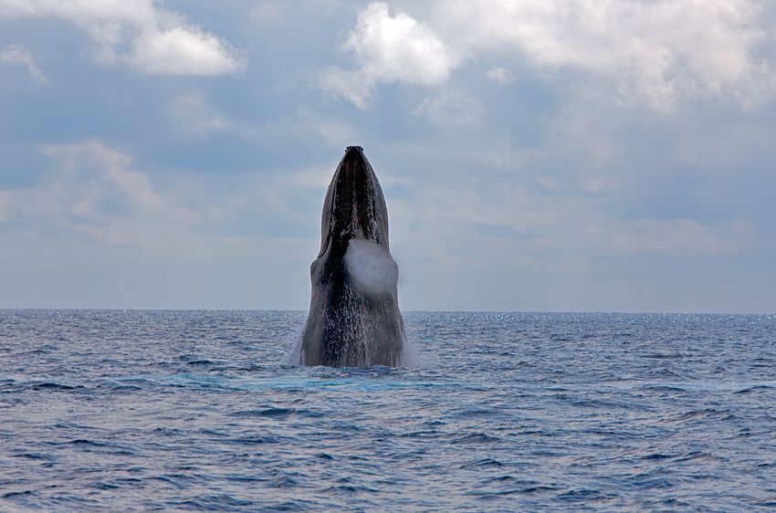 Silver Bank - Humpback Whale Expeditions | Explorer Ventures Fleet® silver_bank_048