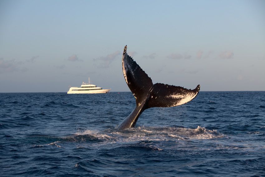 Silver Bank - Humpback Whale Expeditions | Explorer Ventures Fleet® silver_bank_049