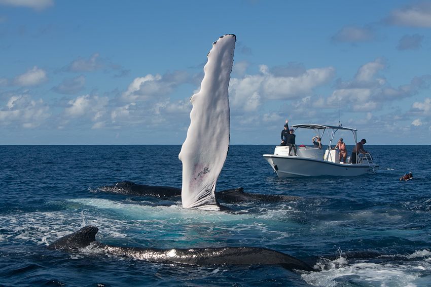 Silver Bank - Humpback Whale Expeditions | Explorer Ventures Fleet® silver_bank_050