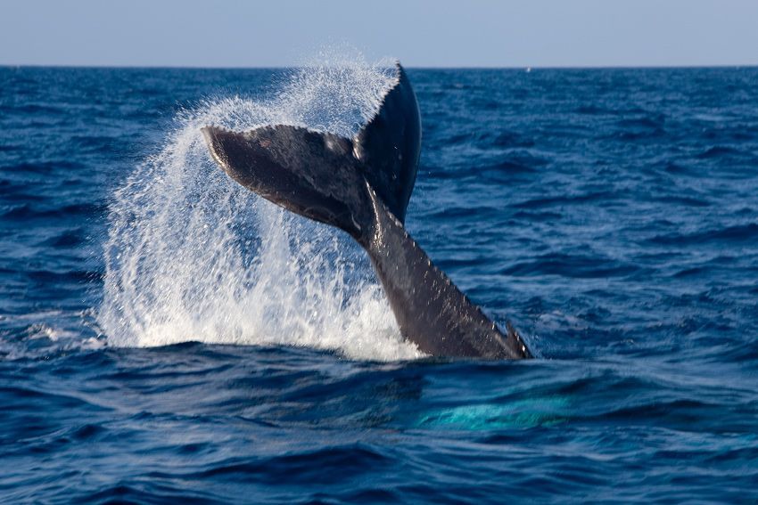Silver Bank - Humpback Whale Expeditions | Explorer Ventures Fleet® silver_bank_052