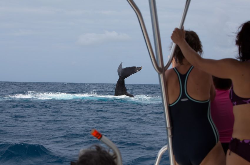 Silver Bank - Humpback Whale Expeditions | Explorer Ventures Fleet® silver_bank_053