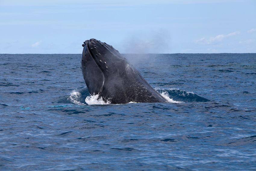 Silver Bank - Humpback Whale Expeditions | Explorer Ventures Fleet® silver_bank_054