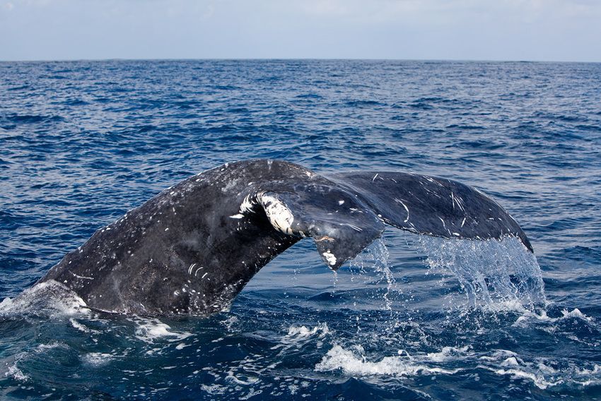 Silver Bank - Humpback Whale Expeditions | Explorer Ventures Fleet® silver_bank_055