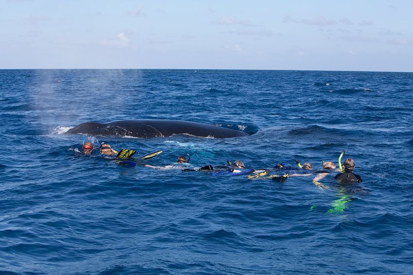 Silver Bank - Humpback Whale Expeditions | Explorer Ventures Fleet® silver_bank_056