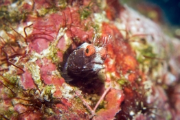 Blenny-Red-Eyes-Turks-and-Caicos-Explorer-2-Explorer-Ventures-Liveaboard-Diving Blenny-Red-Eyes-Turks-and-Caicos-Explorer-2-Explorer-Ventures-Liveaboard-Diving