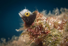 Blenny-Turks-and-Caicos-Explorer-2-Explorer-Ventures-Liveaboard-Diving Blenny-Turks-and-Caicos-Explorer-2-Explorer-Ventures-Liveaboard-Diving