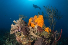 Coral-Diver-Turks-and-Caicos-Explorer-2-Explorer-Ventures-Liveaboard-Diving