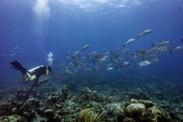 East-Caicos-2025-Patricia-Guardiola-Slattery-Photos_TC-Reef-Fund_DSC00754
