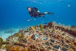 East-Caicos-2025-Patricia-Guardiola-Slattery-Photos_TC-Reef-Fund_DSC01432 East-Caicos-2025-Patricia-Guardiola-Slattery-Photos_TC-Reef-Fund_DSC01432