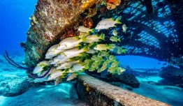 East-Caicos-2025-Patricia-Guardiola-Slattery-Photos_TC-Reef-Fund_DSC01513-1