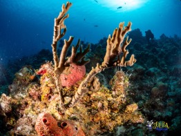 Explorer-Ventures-Turks-Caicos-Explorer-Scuba-Magician-_8040028 Explorer-Ventures-Turks-Caicos-Explorer-Scuba-Magician-_8040028