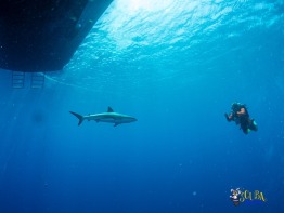 Explorer-Ventures-Turks-Caicos-Explorer-Scuba-Magician-_8040301 Explorer-Ventures-Turks-Caicos-Explorer-Scuba-Magician-_8040301
