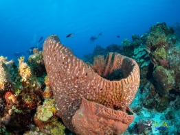 Explorer-Ventures-Turks-Caicos-Explorer-Scuba-Magician-_8040338 Explorer-Ventures-Turks-Caicos-Explorer-Scuba-Magician-_8040338