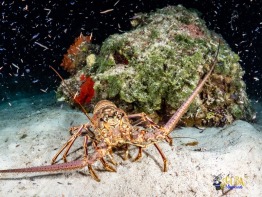 Explorer-Ventures-Turks-Caicos-Explorer-Scuba-Magician-_8040411 Explorer-Ventures-Turks-Caicos-Explorer-Scuba-Magician-_8040411