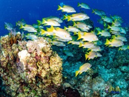 Explorer-Ventures-Turks-Caicos-Explorer-Scuba-Magician-_8050481 Explorer-Ventures-Turks-Caicos-Explorer-Scuba-Magician-_8050481