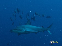 Explorer-Ventures-Turks-Caicos-Explorer-Scuba-Magician-_8050502