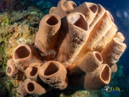 Explorer-Ventures-Turks-Caicos-Explorer-Scuba-Magician-_8050558
